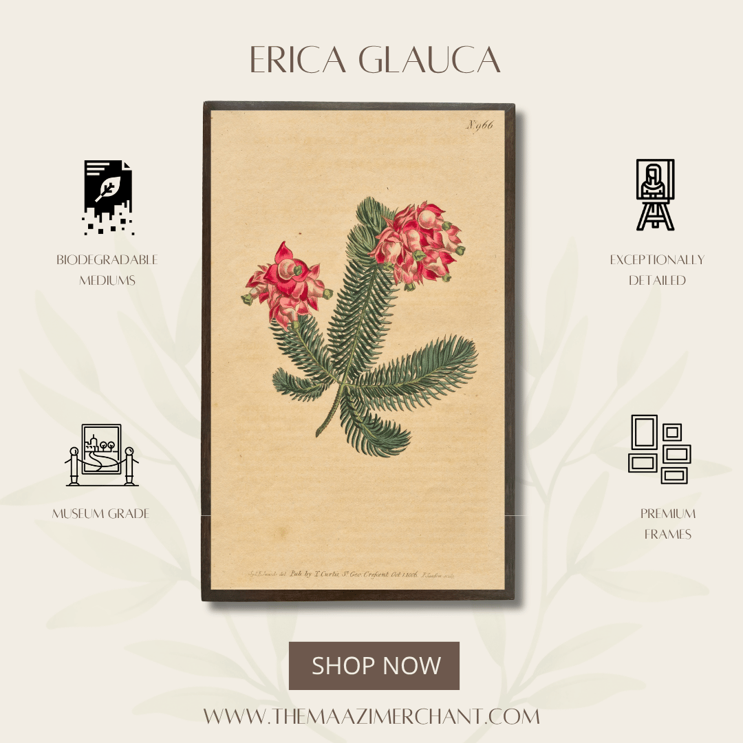Erica Glauca
