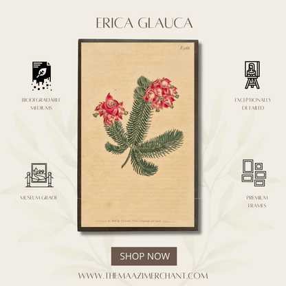 Erica Glauca