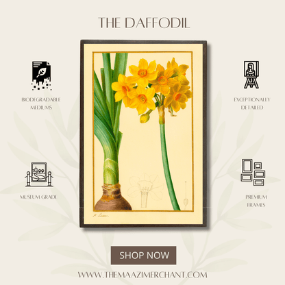 The Daffodil