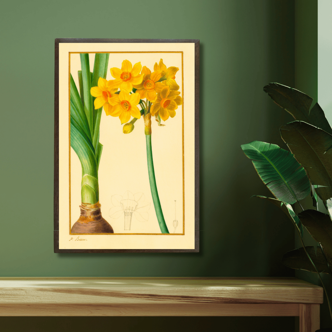 The Daffodil