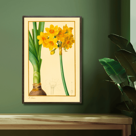 The Daffodil