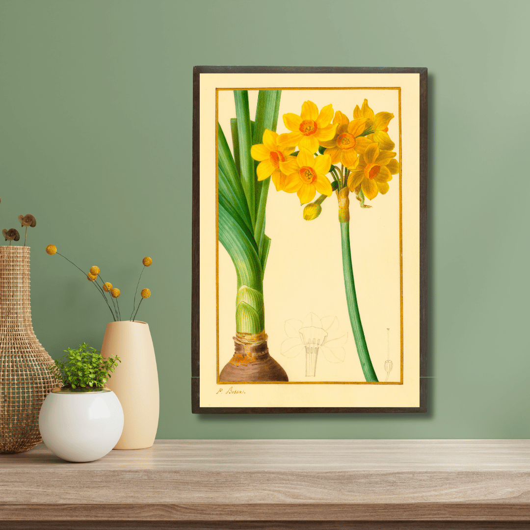The Daffodil