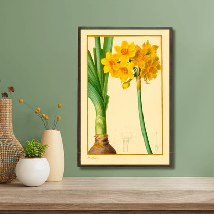 The Daffodil