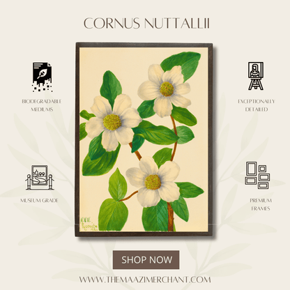 Cornus Nuttallii