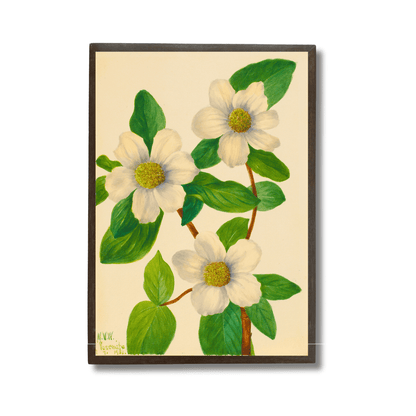 Cornus Nuttallii