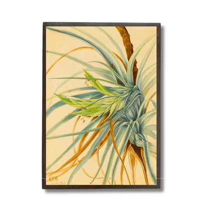 Wild Pineapple
