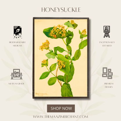 Honeysuckle