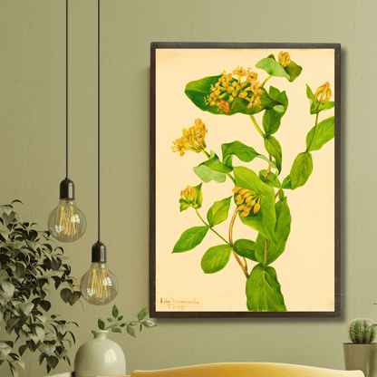 Honeysuckle