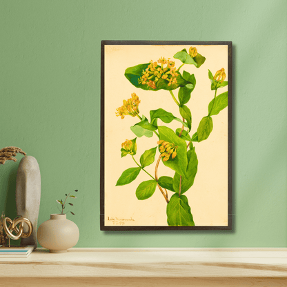 Honeysuckle
