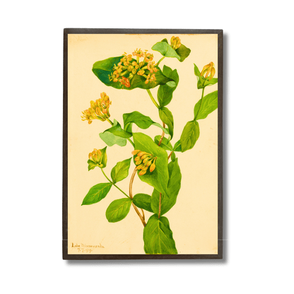 Honeysuckle
