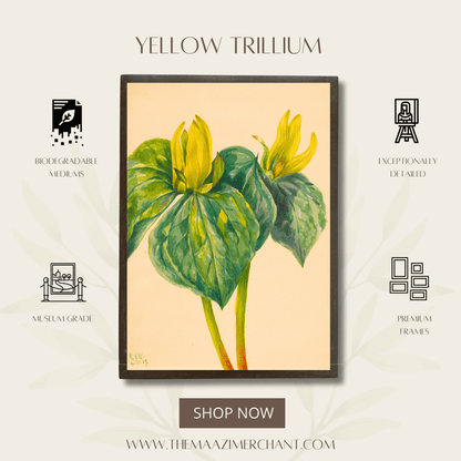 Yellow Trillium