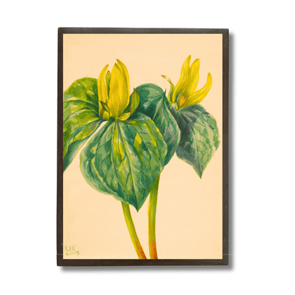 Yellow Trillium