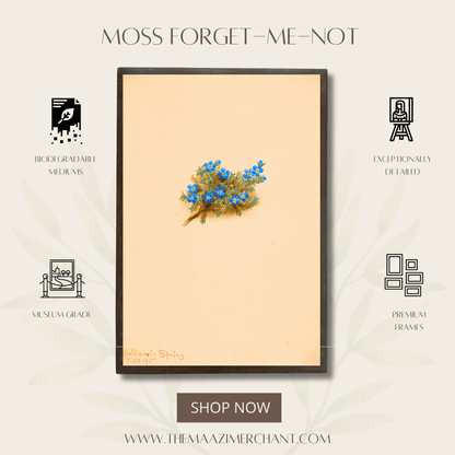 Moss Forget-me-not