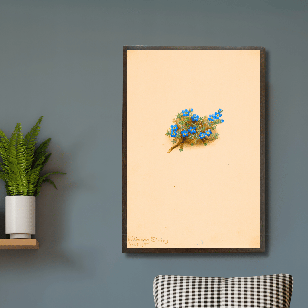 Moss Forget-me-not