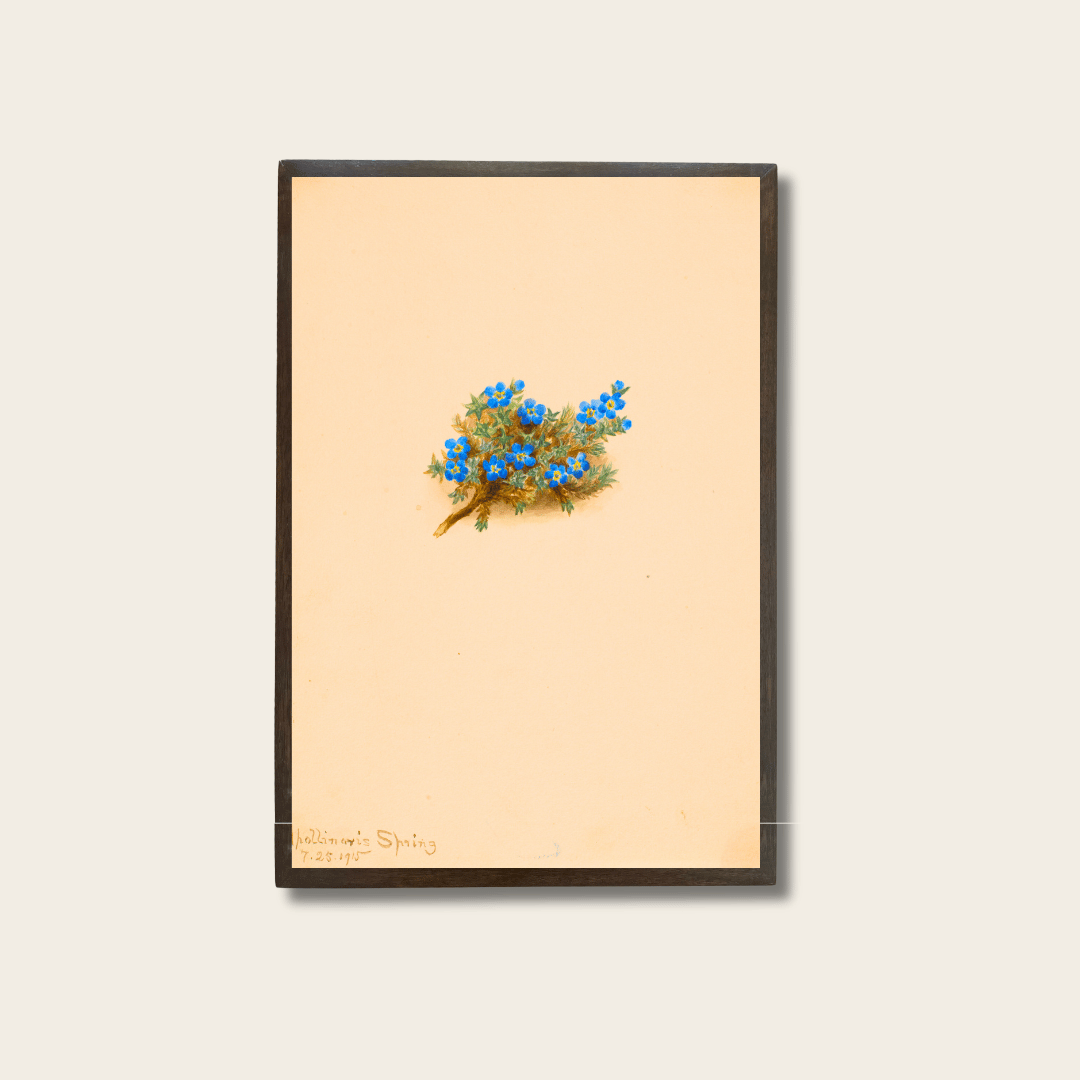 Moss Forget-me-not