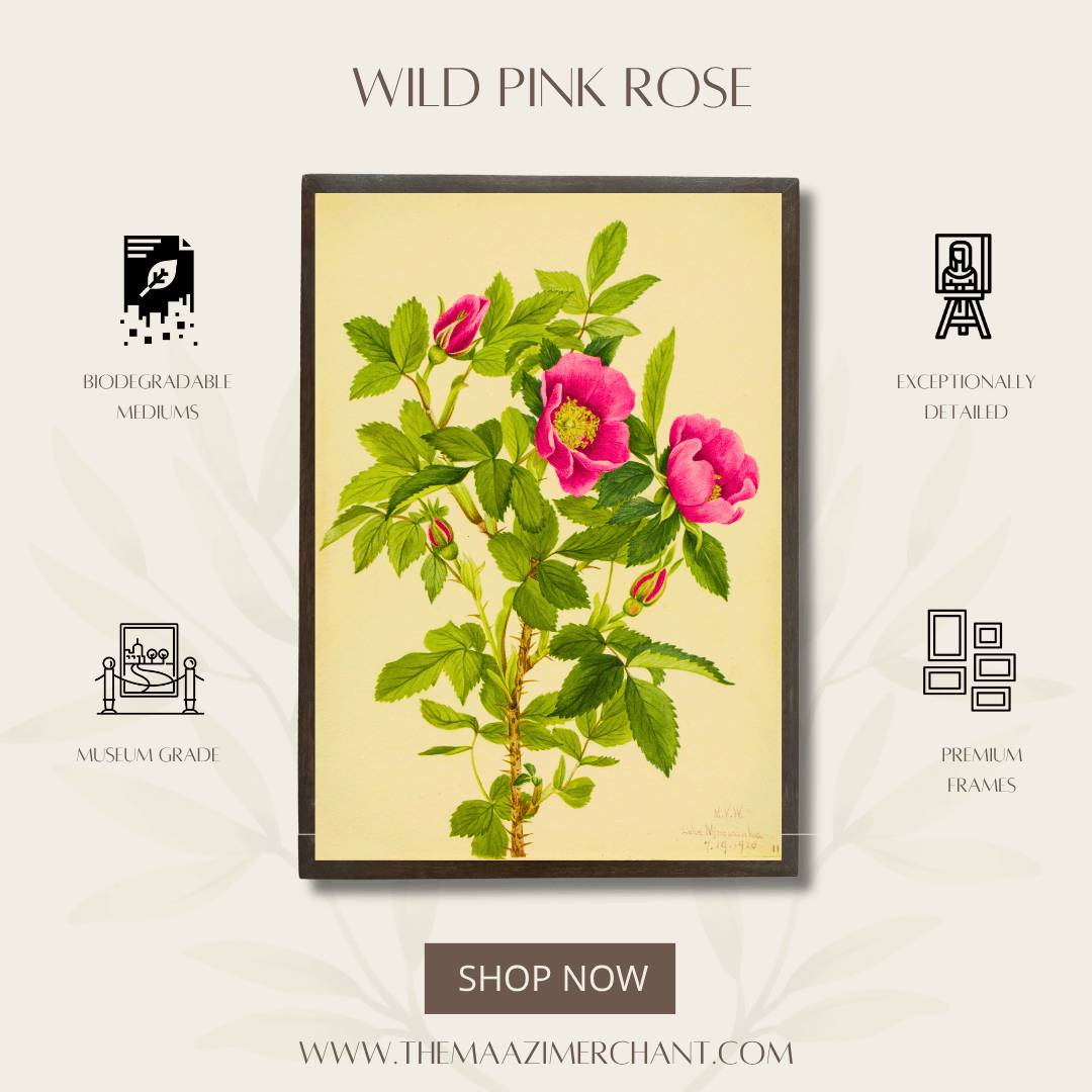 Wild Pink Rose