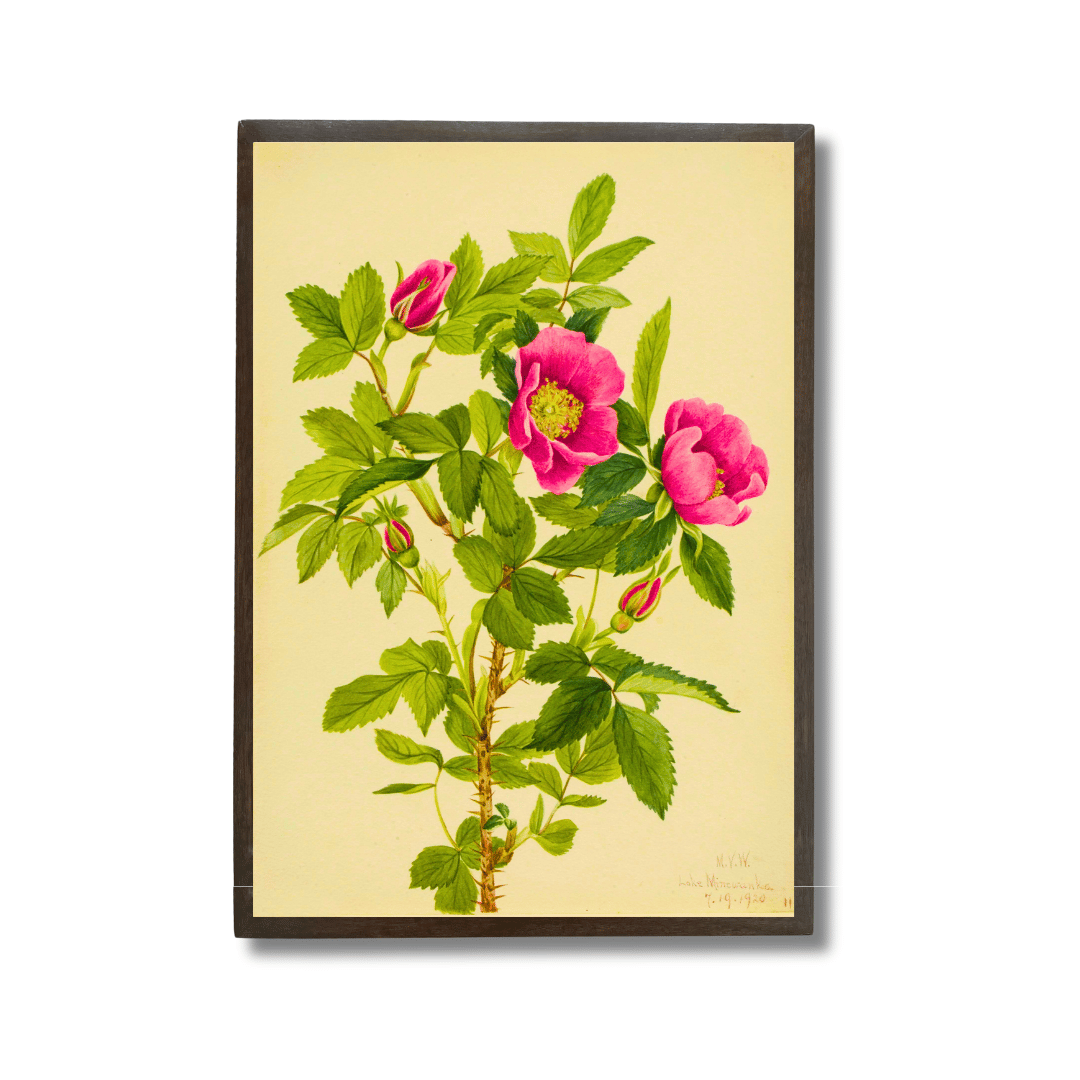 Wild Pink Rose