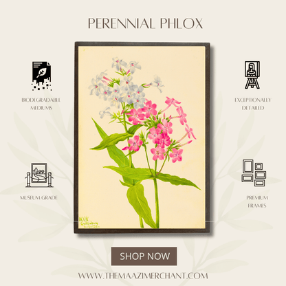 Perennial Phlox