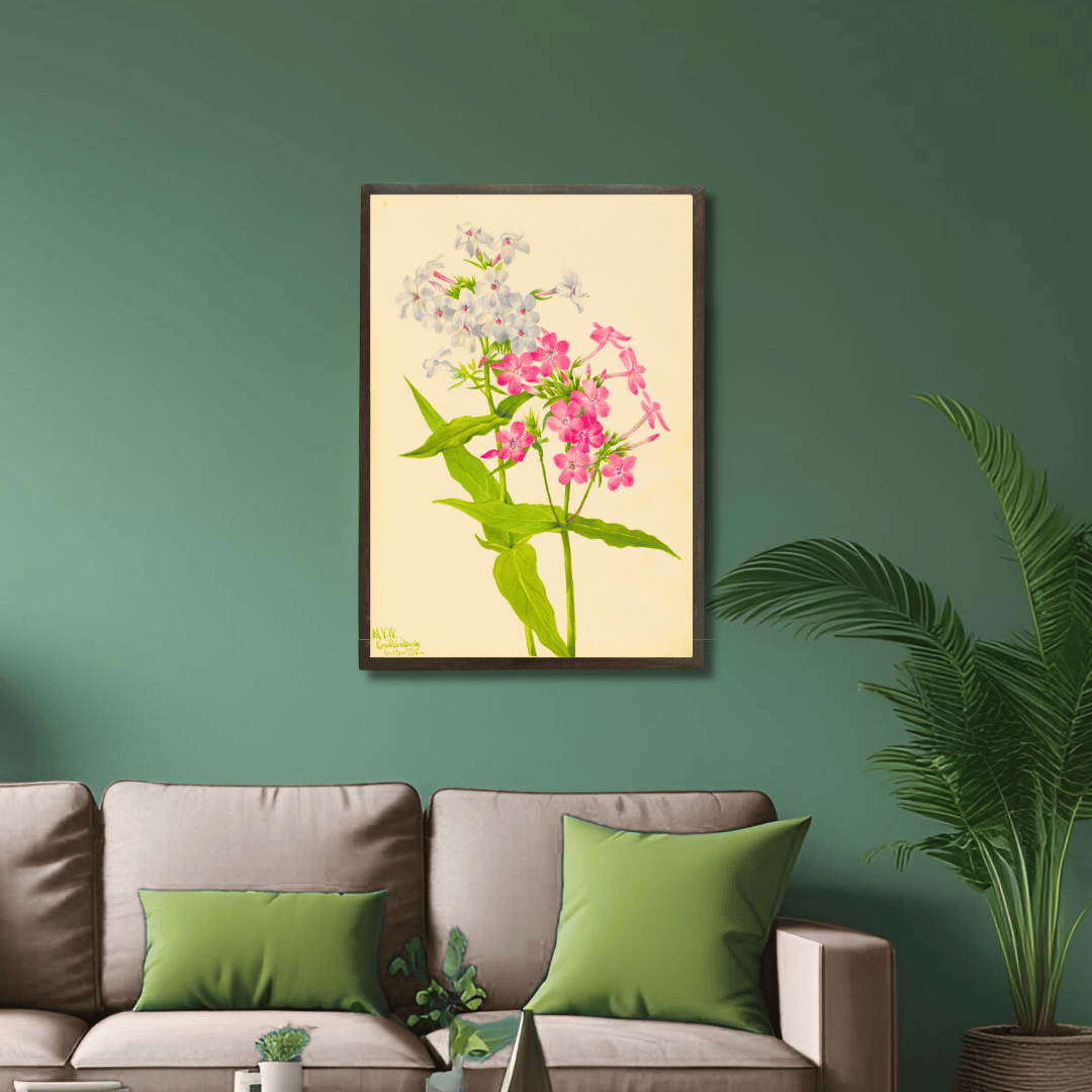Perennial Phlox