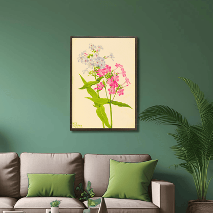 Perennial Phlox