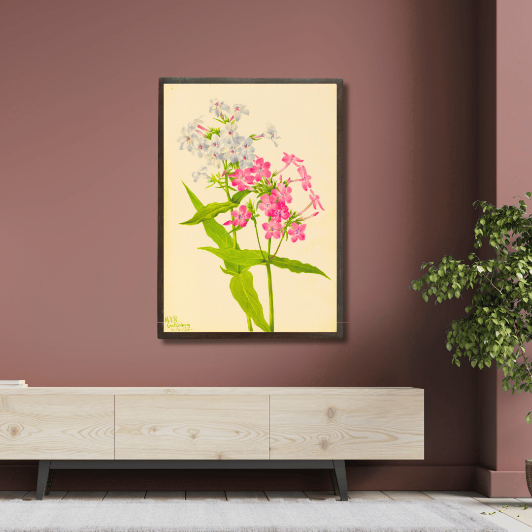 Perennial Phlox