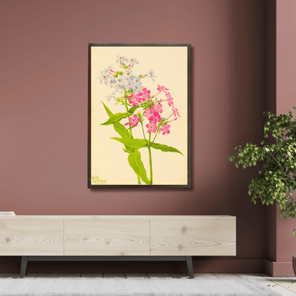 Perennial Phlox