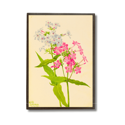 Perennial Phlox