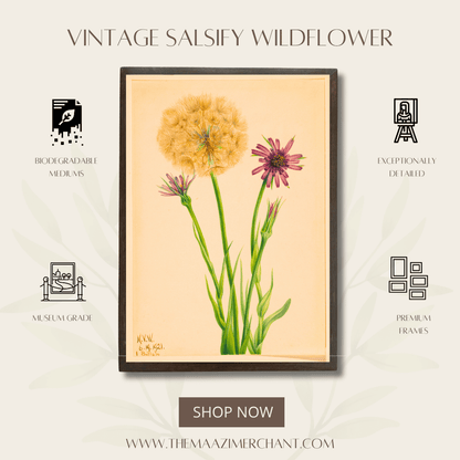 Vintage Salsify Wildflower