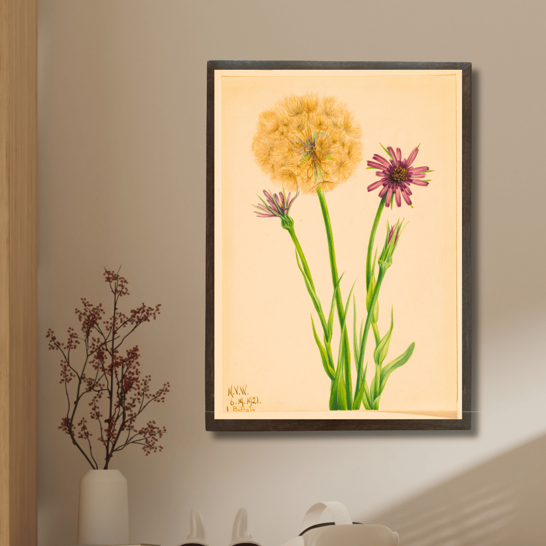 Vintage Salsify Wildflower