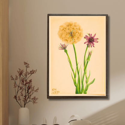 Vintage Salsify Wildflower