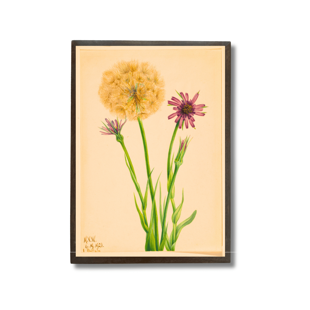 Vintage Salsify Wildflower