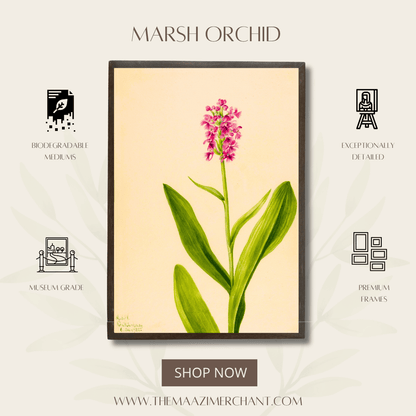 Marsh Orchid