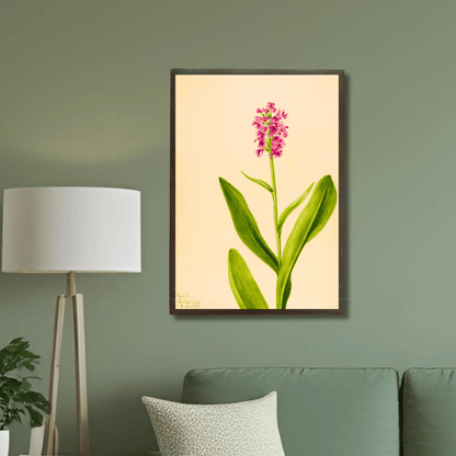 Marsh Orchid