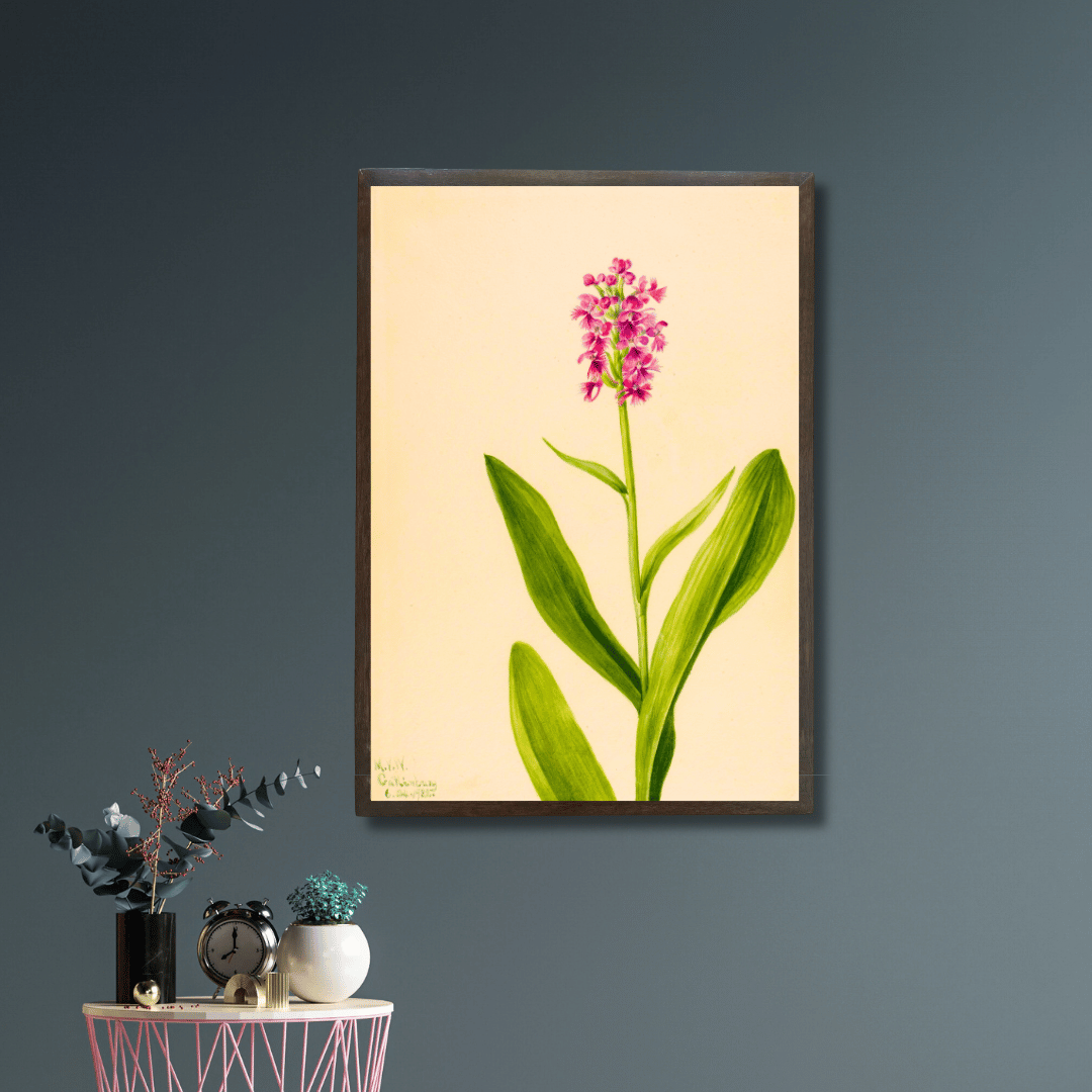 Marsh Orchid