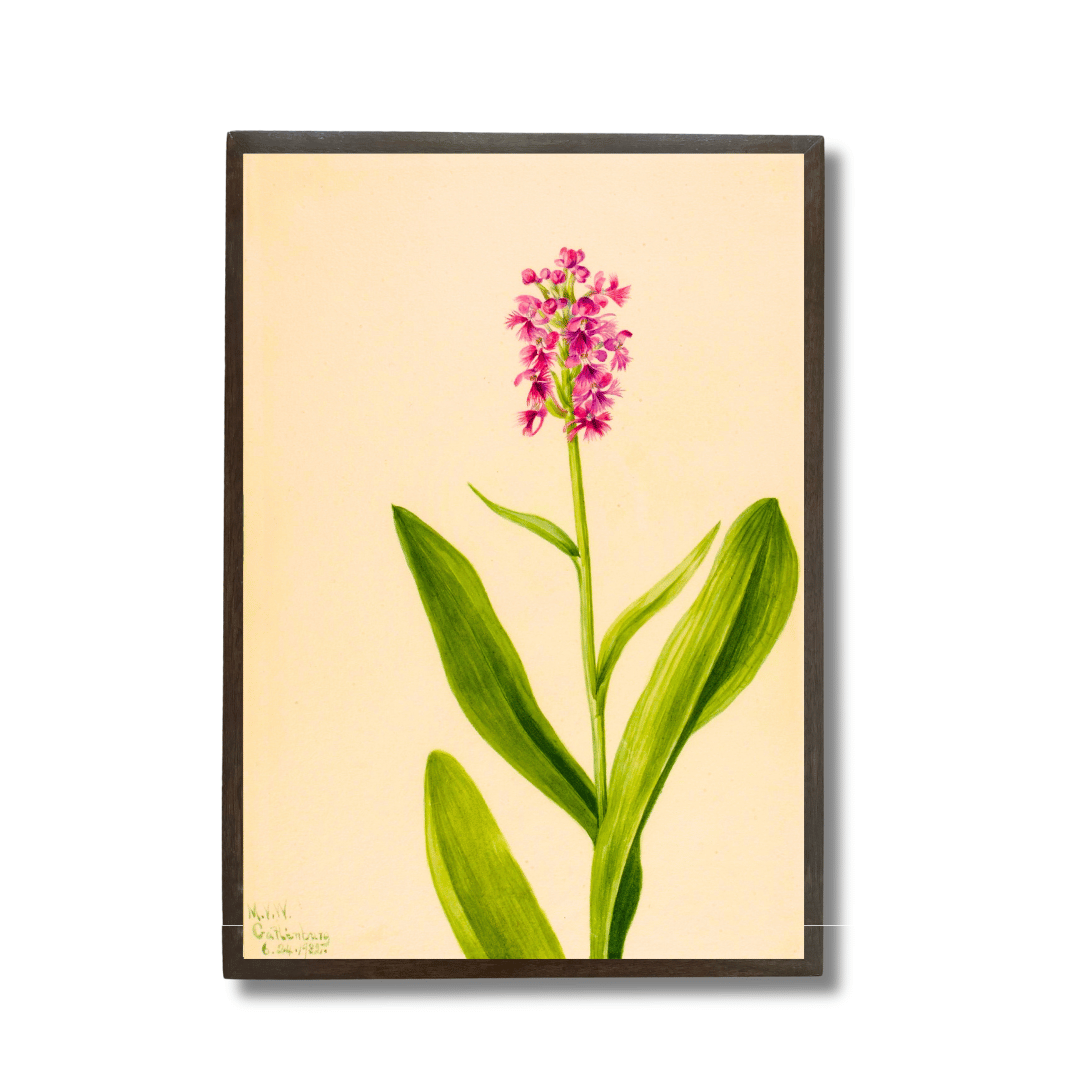 Marsh Orchid