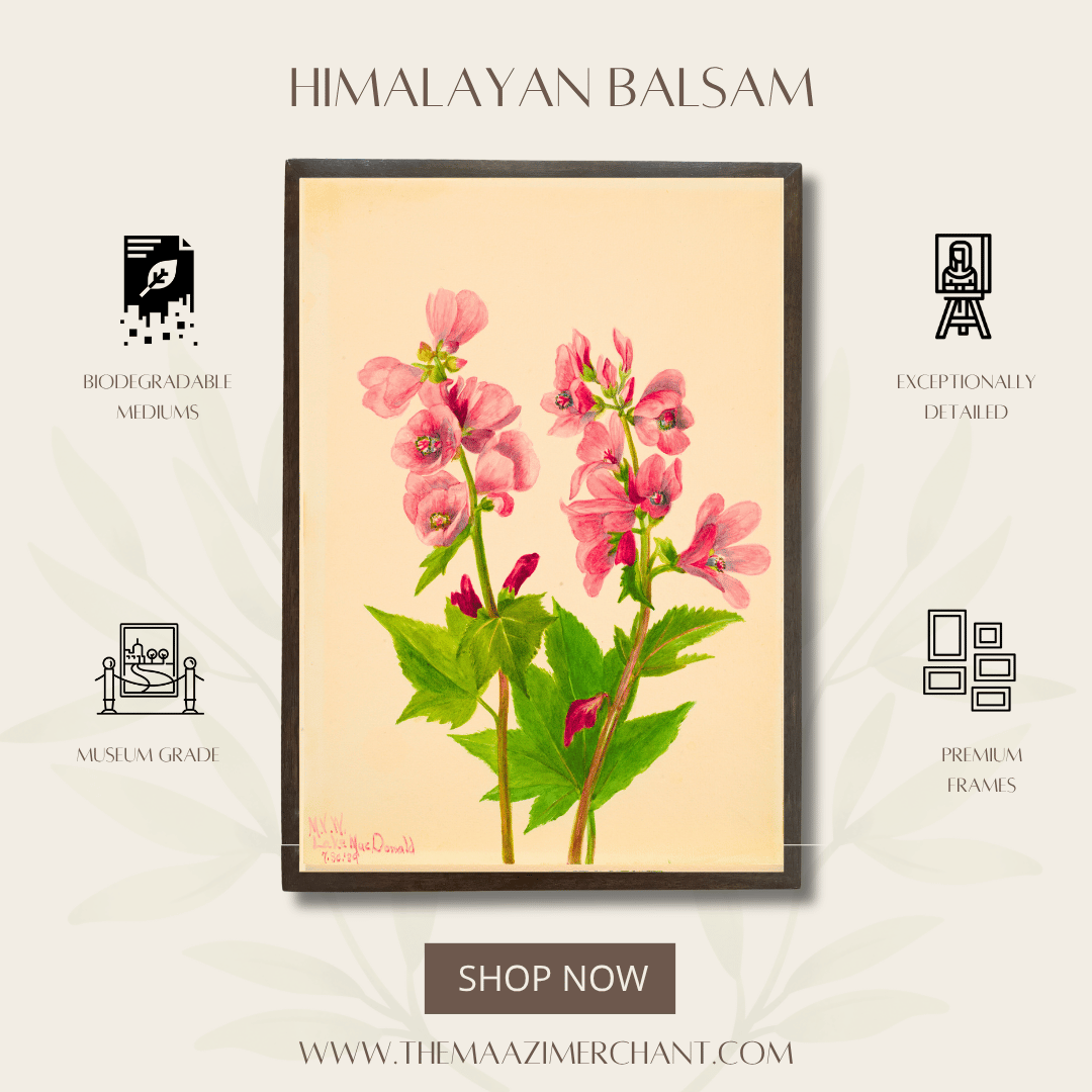 Himalayan Balsam