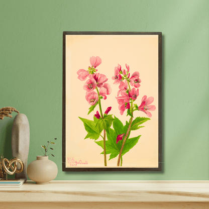 Himalayan Balsam