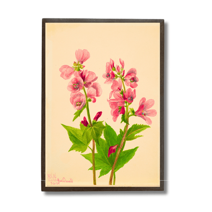 Himalayan Balsam