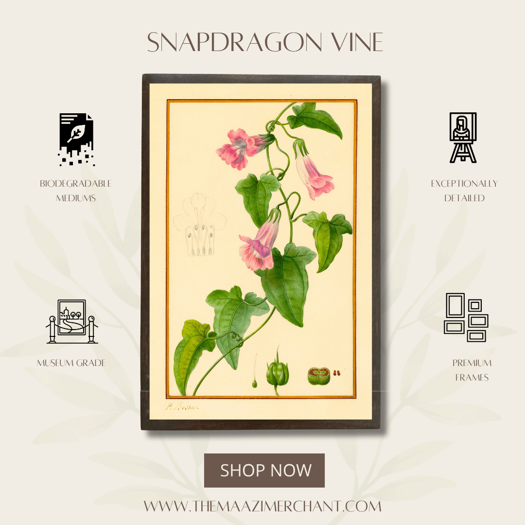 Snapdragon Vine