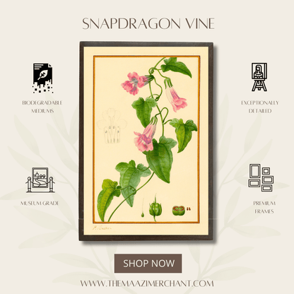 Snapdragon Vine