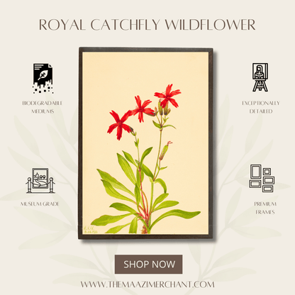 Royal Catchfly Wildflower