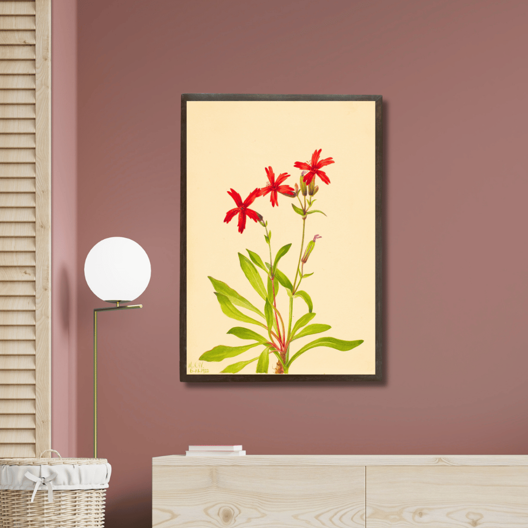 Royal Catchfly Wildflower