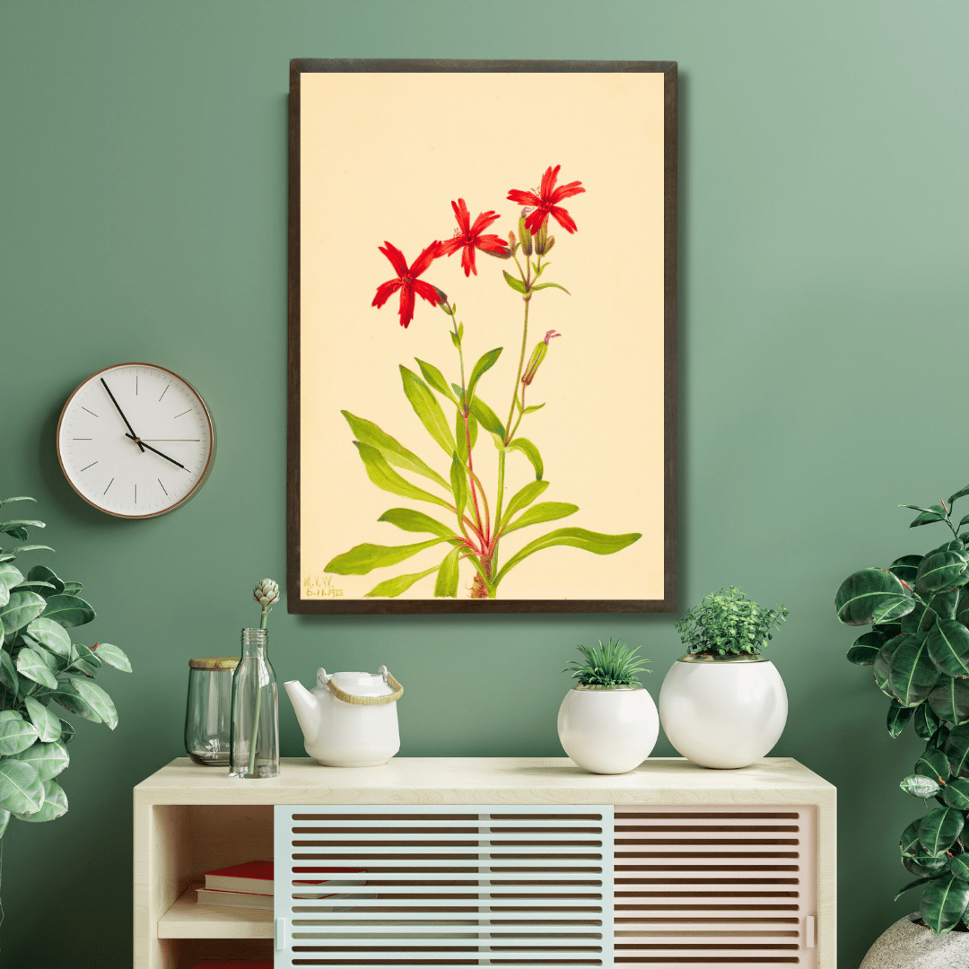 Royal Catchfly Wildflower
