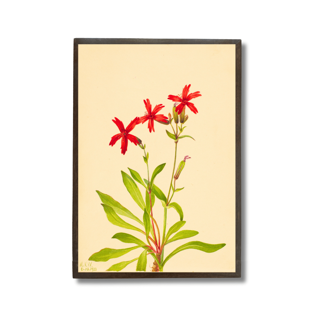 Royal Catchfly Wildflower