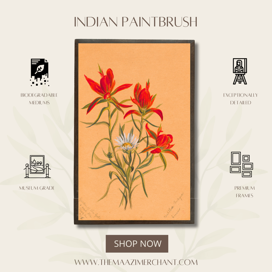 Indian Paintbrush