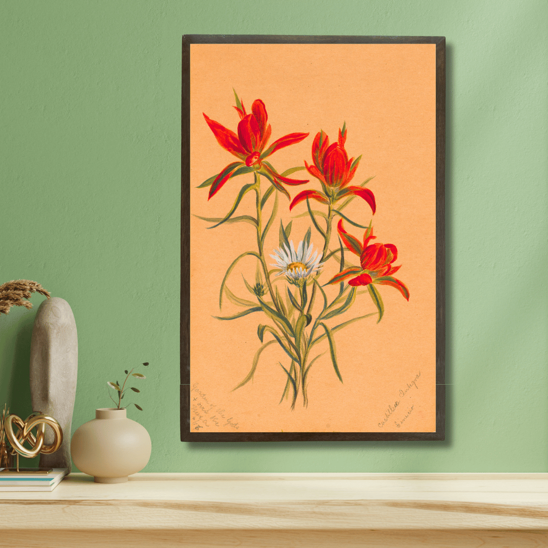 Indian Paintbrush