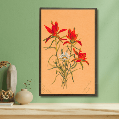 Indian Paintbrush