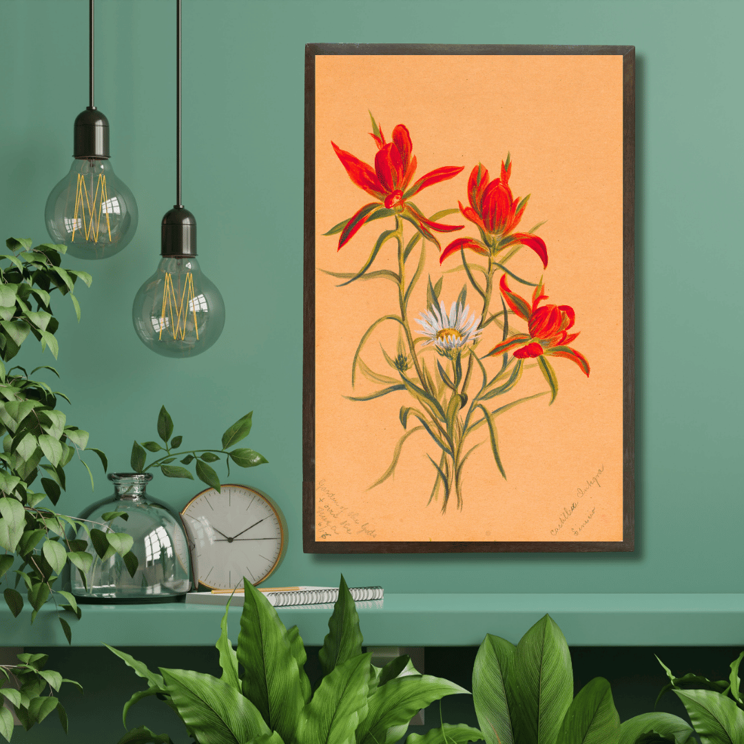 Indian Paintbrush