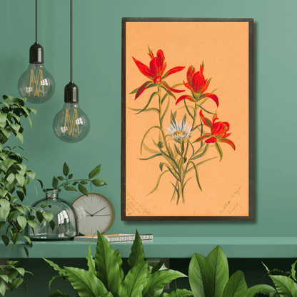 Indian Paintbrush