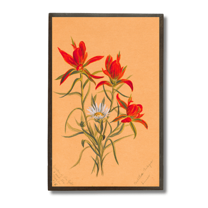 Indian Paintbrush